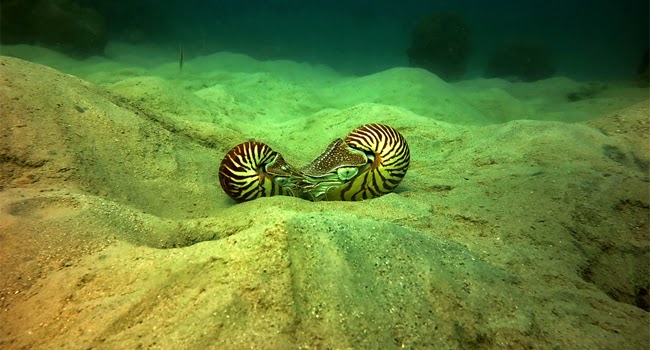  Hewan  Cantik Langka  Nautilus Chepalopoda Purba  Yang 