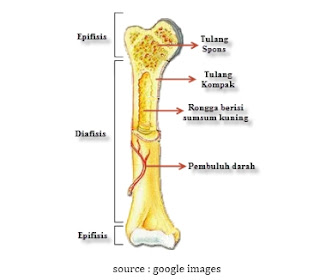Urutan Proses Pembentukan Tulang Pada Manusia