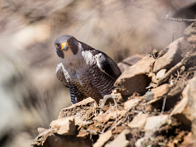 Adult Male Peregrine Falcon Nesting on Mt Tom