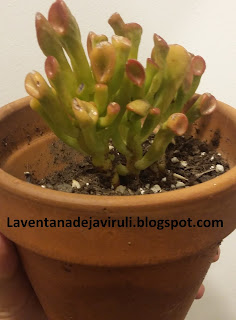 cuidados-crassula-ovata-cv-hobbit