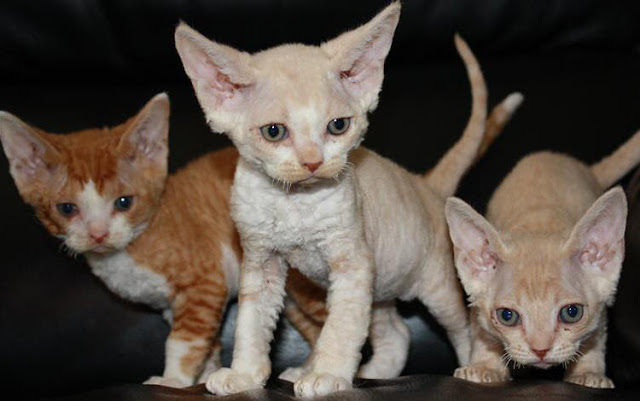 Three small cute Lenox Devon Rex cat Kittens image  