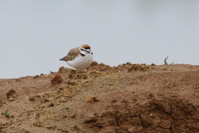 Strandplevier - Dûkelmantsje - Charadrius alexandrinus