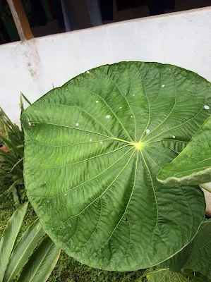 Piper umbellatum - hoja