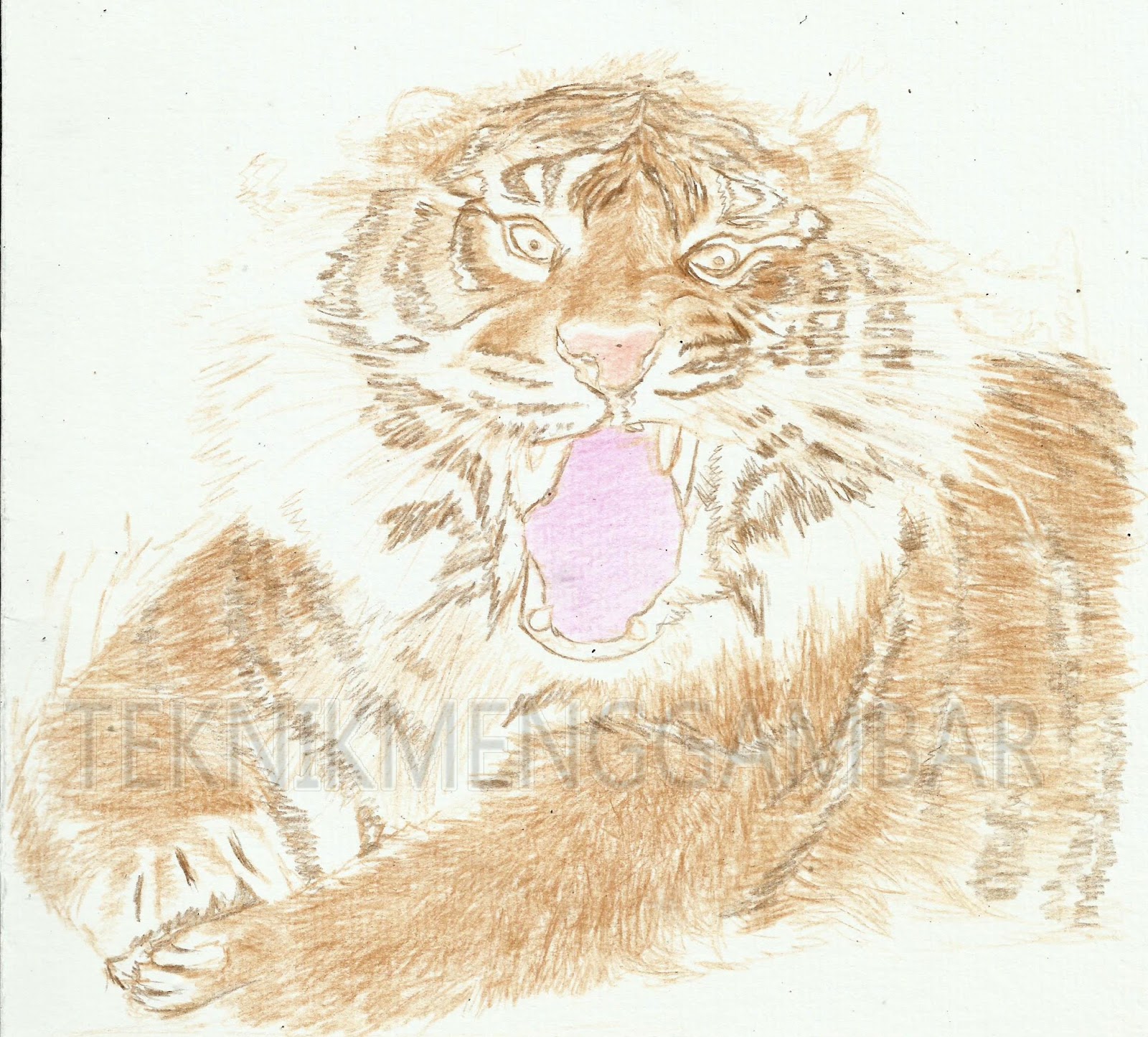  Gambar Sketsa Muka Harimau Sobsketsa