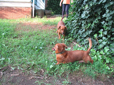 two smooth red dachshunds