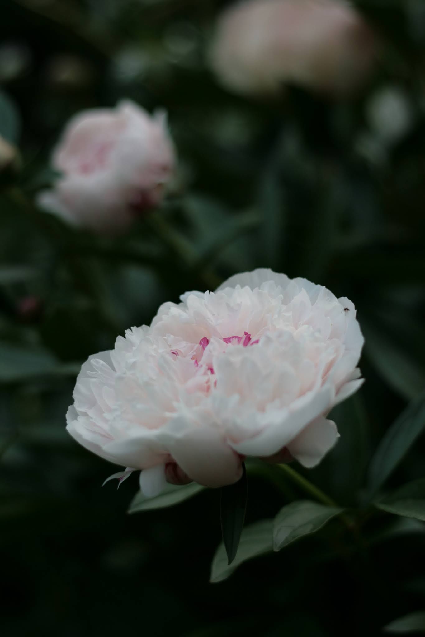 Paeonia lactiflora 'Reine Hortense'