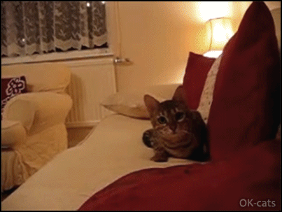 Art Cat GIF with caption • Wiggle wiggle wiggle... crazy Cat wildly attacks the camera. GAME OVER!