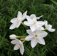 White iris flowers blooming on Christmas day