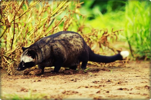 Ragam Hewan Dunia Musang Bulan