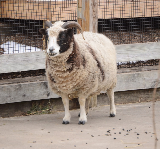 The sheep stands facing the camera. Its head is black with a wide white stripe from the top of the head to the muzzle. Two horns curve backward. Bottom teeth are visible.