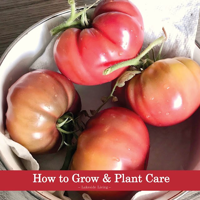 How to Grow and Plant Care