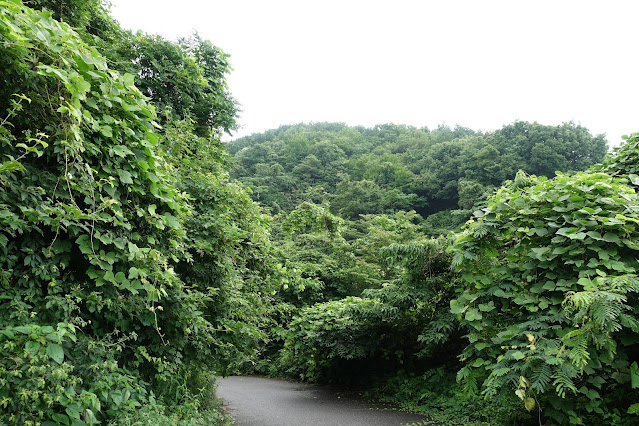 鎌倉山グリーンラインの杉の森