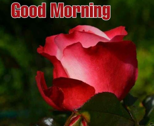 good morning rose pic.com
