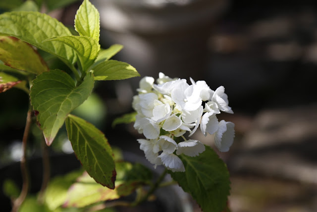 White Hydrangea Flower in Sunshine