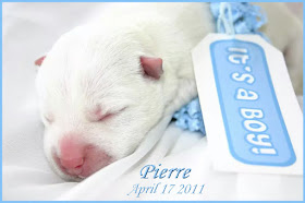 Pierre Westie's birth announcement