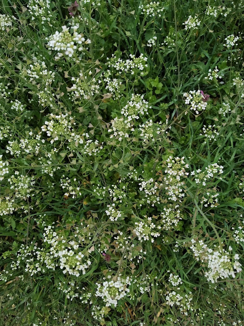 Roadside, Weeds, Beautiful, Yambol,