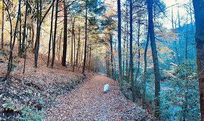 A panoramic photo of the trail - tall tree trunks on the left and the river on the right. Max is the lone occupant of the trail happily jogging along by himself smelling all of the smells.