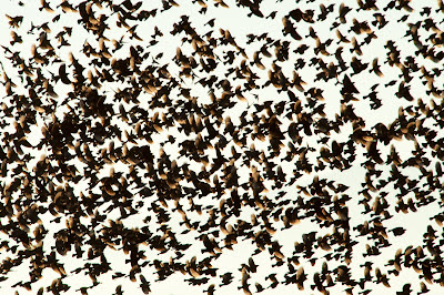 Red-Winged Blackbirds, Bosque del Apache