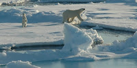 A polar bear and cub traverse floating Arctic sea ice in search of prey. (Image Credit: NOAA Photo Library) Click to Enlarge.