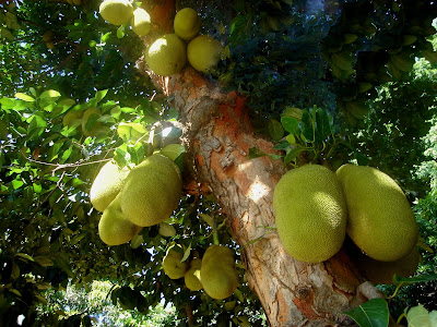 Jaca: um fruto de até 15 kg
