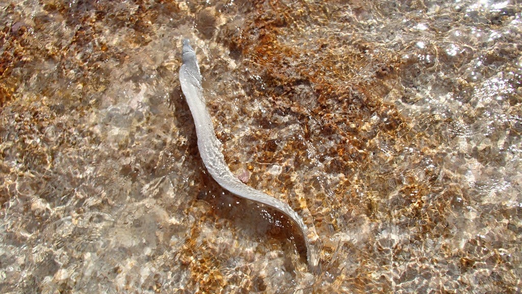 P5171333