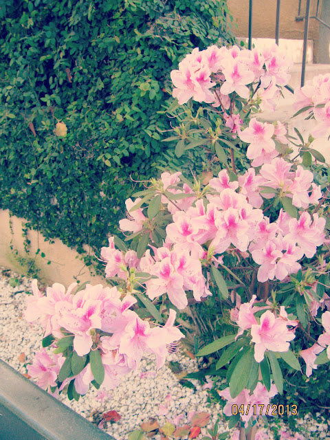 Pink Flowered Bush