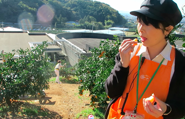 Fruit Picking in Japan