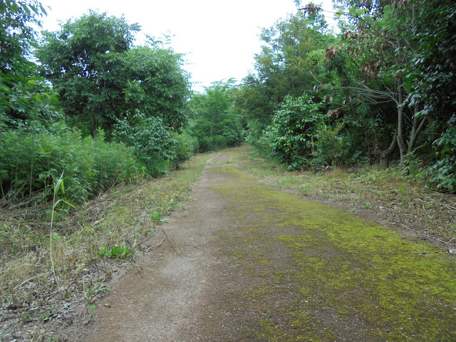 道具の森の遊歩道