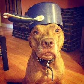 Scout the pit bull balances stuff on his head (30 pics), stuff on Scout's head, scout wears pan on his head