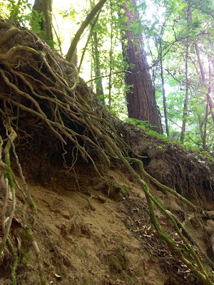 trees, forest, apple valley lane, watsonville, countryside, forest photography, tree photography, nature, beauty, natural beauty, tree roots, roots