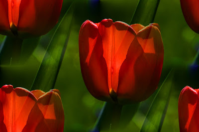 Blumen, flores, Flower, fleurs, květiny, Flores, blomme, blommor, çiçekler, kwiaty, Flor, Hoa, nở hoa, floración, bloom, Kukka, kukinta, La floraison, 