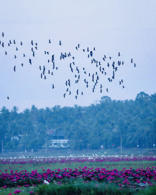 Cherumukku Ambal Padam, Water Lily Kerala