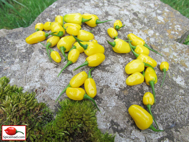 Yellow Jelly Bean Habanero - 29th August 2018