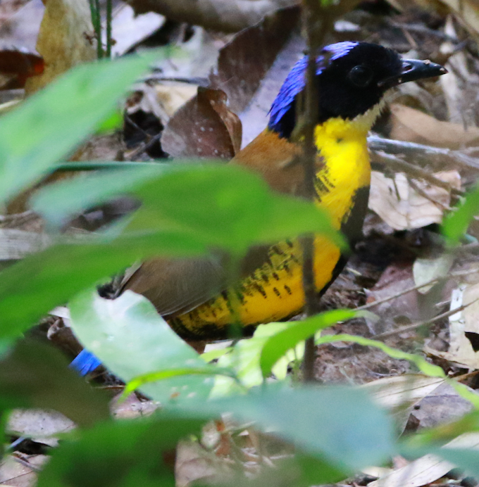   [Conservation / Ornithology • 2019] Is Gurney's Pitta Hydrornis gurneyi on the Brink of Extinction?