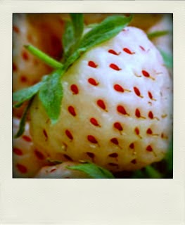 Buah Pineberry Hasil kawin silang Nanas dan Strawberry 