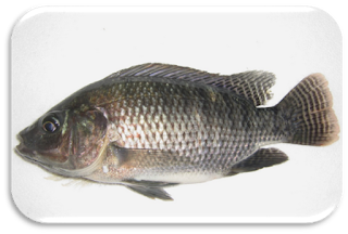 Ikan Nila (Oreochromis niloticus)