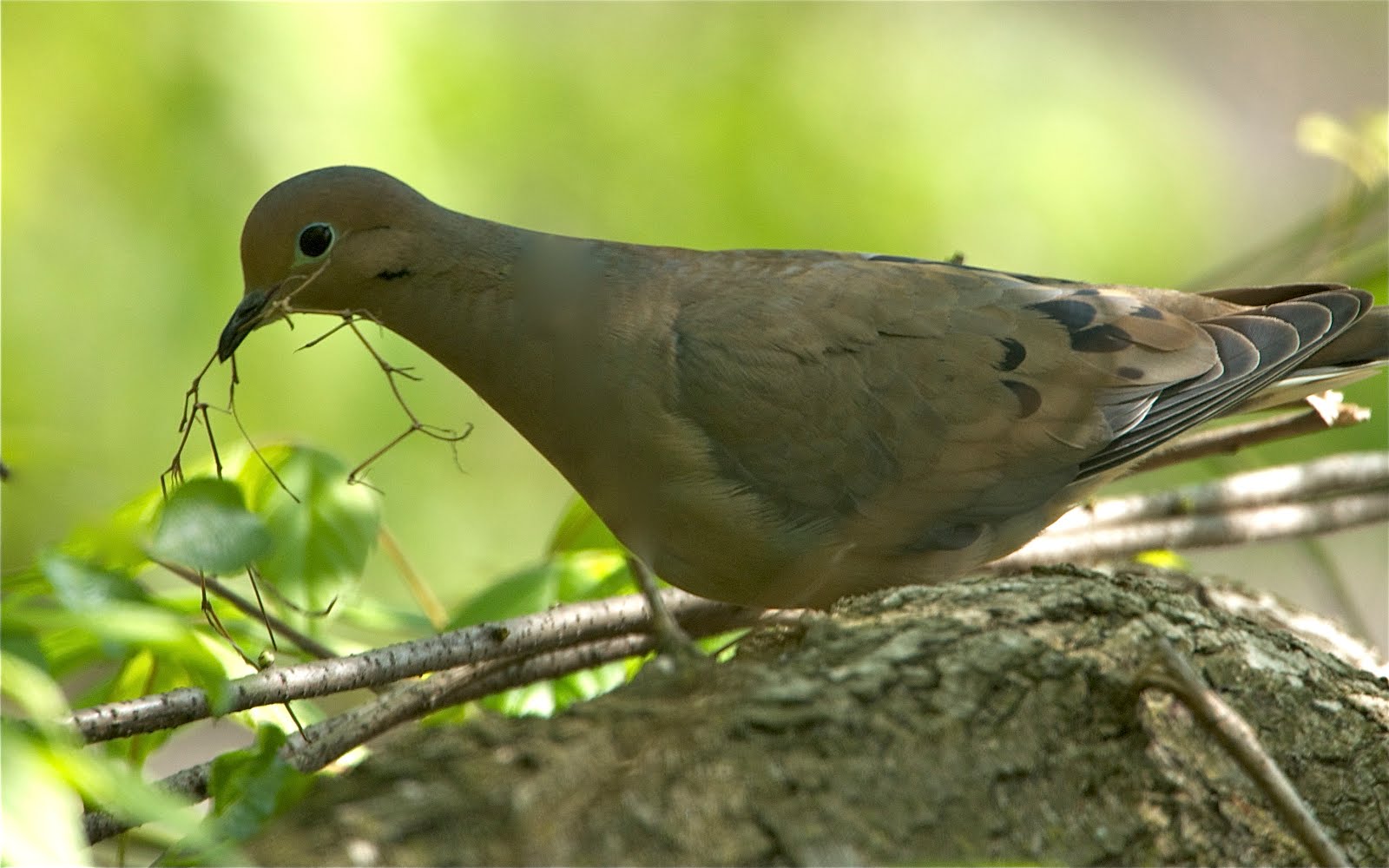 dove nest building