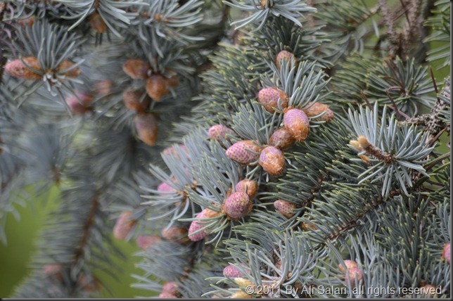 _ND73942_thumb _ND73942_thumb