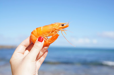 Shrimps Farming Witnesses Adoption of Solar Energy with Focus on Promoting Sustainable Aquaculture Farming
