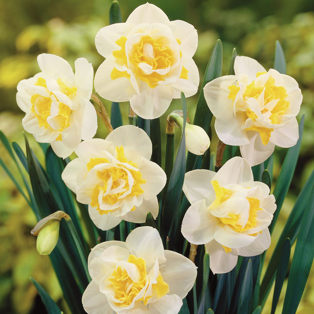 Serenity in the Garden: DAFFODIL PLANTING  Remembrance of 9/11/01 by 