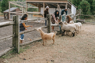 Cara ternak kambing