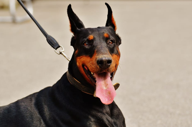 doberman puppy price in Patna, doberman puppy sale Patna, doberman puppy Purchase Patna, doberman dog purchase Patna, doberman dog sale Patna