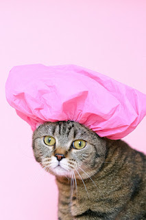 Why Cat is Vomiting