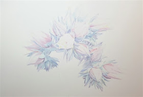 Echeveria cante - Further Work©Polly o'Leary2016