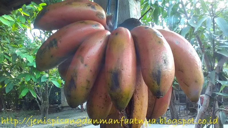 Info Populer Pisang Kidang Ungu