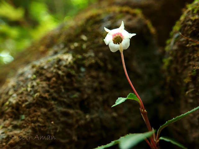 Chimaphila japonica