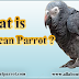 What is The grey African parrot ?