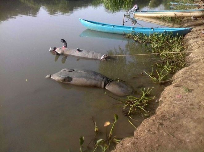Estados///Sigue la muerte de manatíes en Tabasco por contaminación de ríos