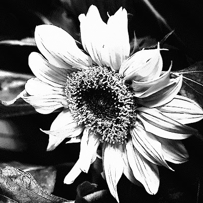 Flower black and white free picture