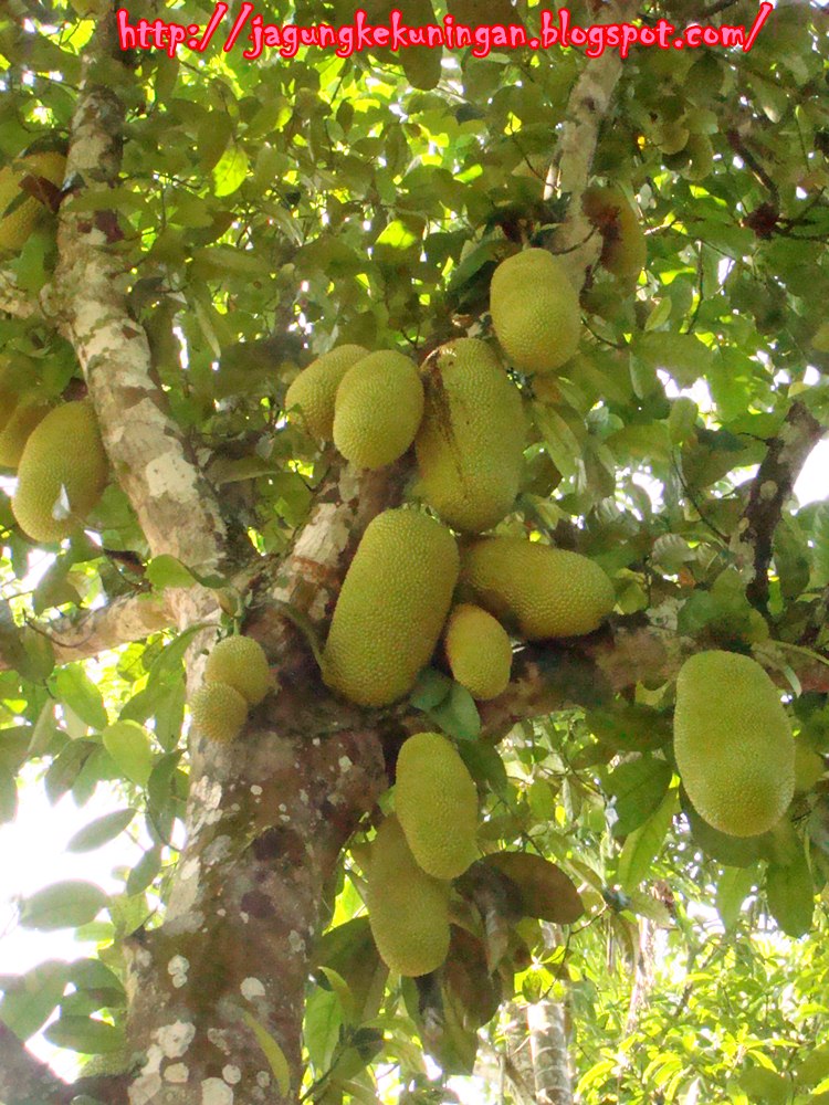 20+ Daun Cempedak